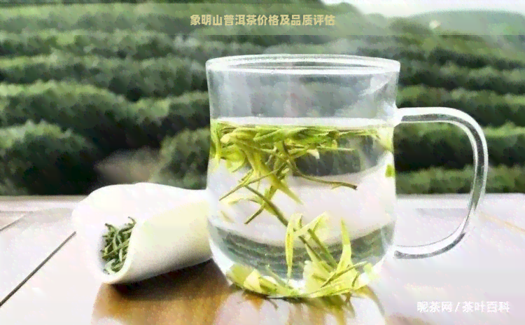 象明山普洱茶价格及品质评估