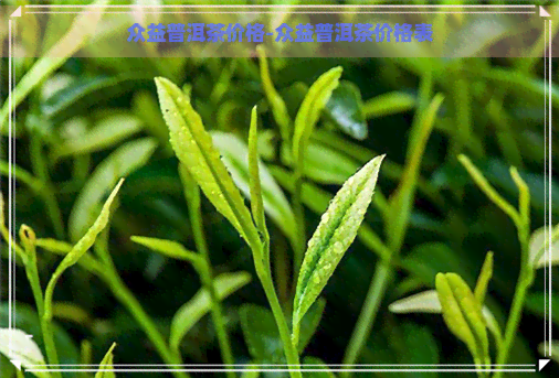 众益普洱茶价格-众益普洱茶价格表