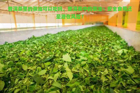 普洱茶里的茶油可以吃吗，普洱茶中的茶油：安全食用还是潜在风险？