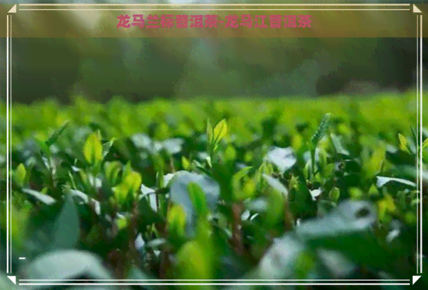 龙马兰标普洱茶-龙马江普洱茶