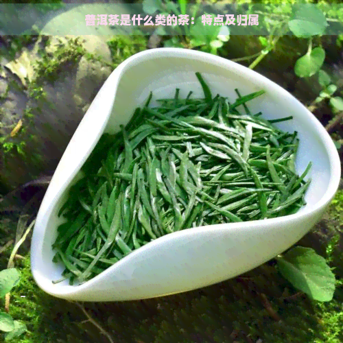 普洱茶是什么类的茶：特点及归属