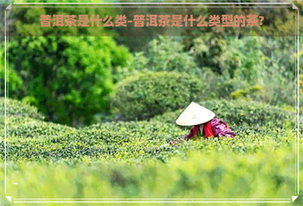 普洱茶是什么类-普洱茶是什么类型的茶?