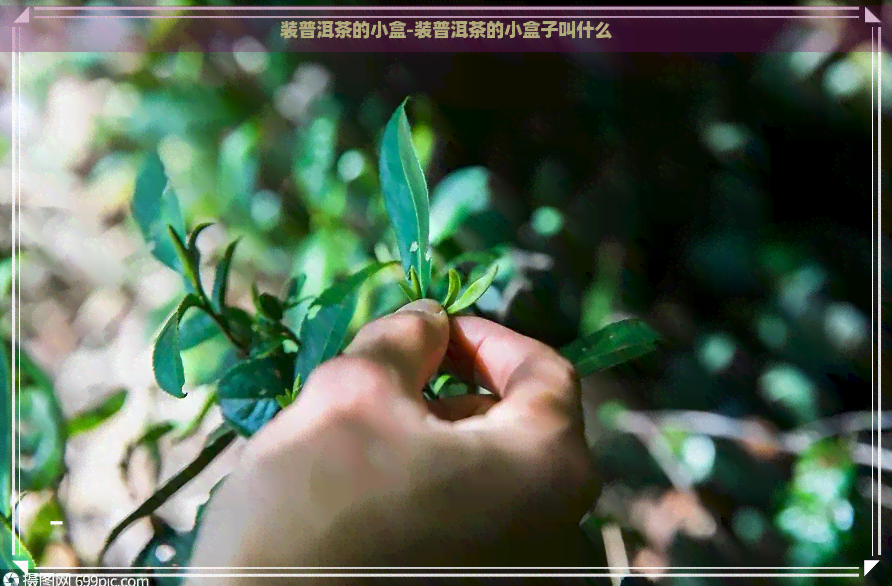 装普洱茶的小盒-装普洱茶的小盒子叫什么