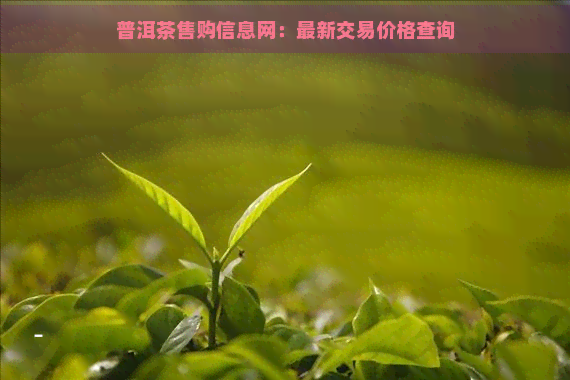 普洱茶售购信息网：最新交易价格查询