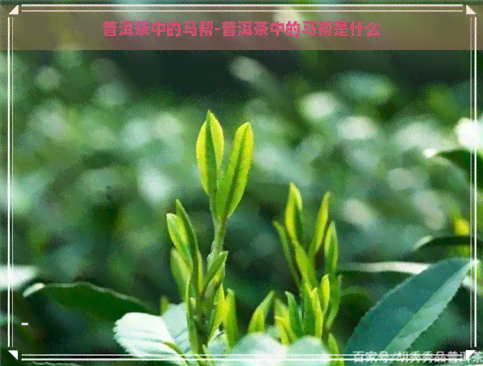 普洱茶中的马帮-普洱茶中的马帮是什么