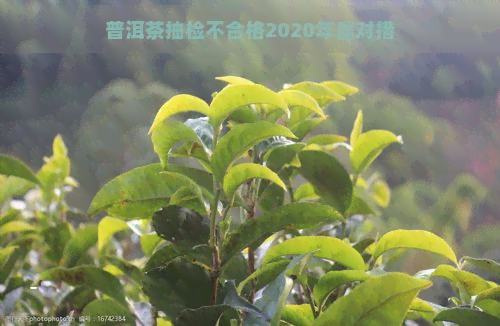 普洱茶抽检不合格2020年应对措