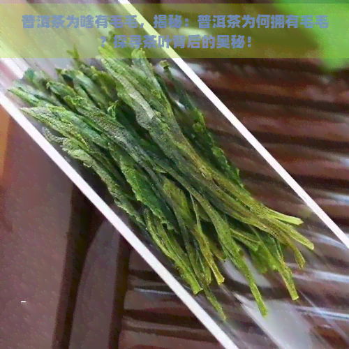 普洱茶为啥有毛毛，揭秘：普洱茶为何拥有毛毛？探寻茶叶背后的奥秘！