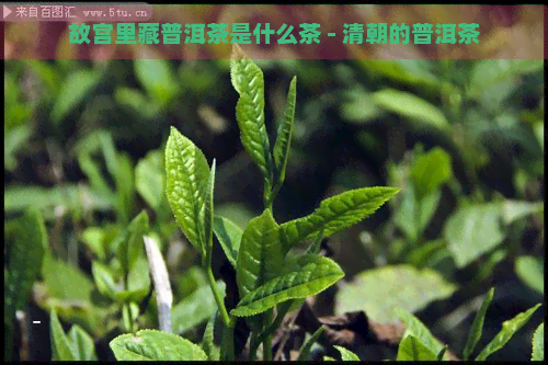 故宫里藏普洱茶是什么茶 - 清朝的普洱茶