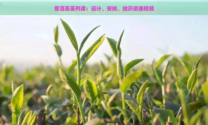 普洱茶系列课：设计、安排、知识讲座视频