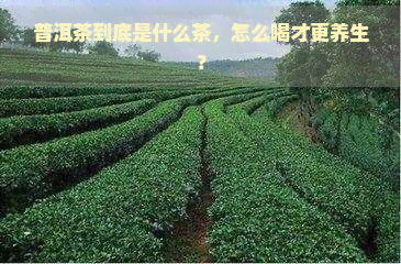 普洱茶到底是什么茶，怎么喝才更养生？