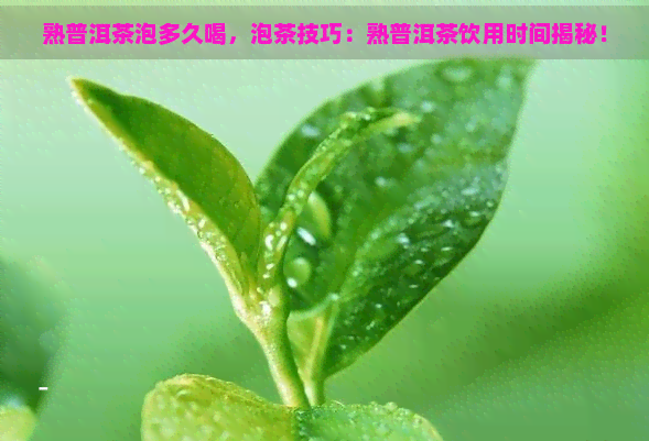 熟普洱茶泡多久喝，泡茶技巧：熟普洱茶饮用时间揭秘！