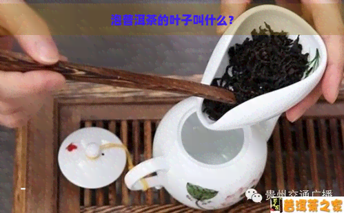 泡普洱茶的叶子叫什么？