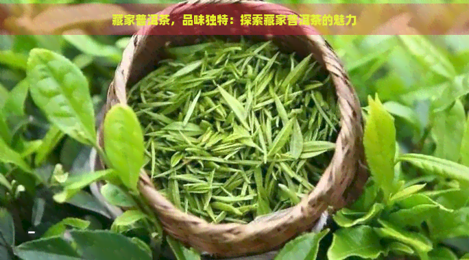 藏家普洱茶，品味独特：探索藏家普洱茶的魅力