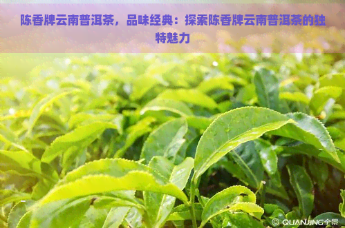 陈香牌云南普洱茶，品味经典：探索陈香牌云南普洱茶的独特魅力