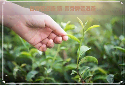 普秀普洱茶 隋-普秀牌普洱茶