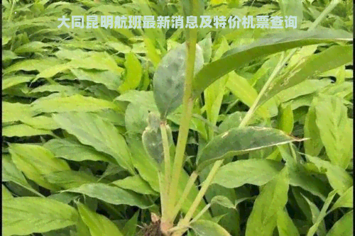 大同昆明航班最新消息及特价机票查询