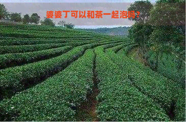 婆婆丁可以和茶一起泡吗？