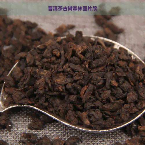 普洱茶古树森林图片欣