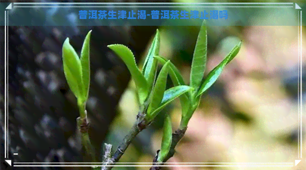 普洱茶生津止渴-普洱茶生津止渴吗