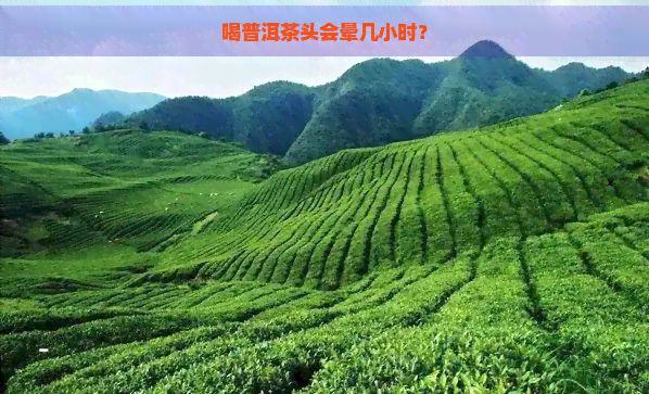 喝普洱茶头会晕几小时？