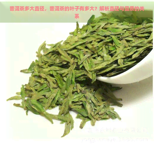 普洱茶多大直径，普洱茶的叶子有多大？解析直径与品质的关系