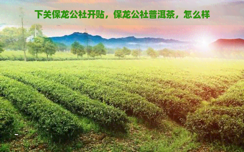 下关保龙公社开贴，保龙公社普洱茶，怎么样