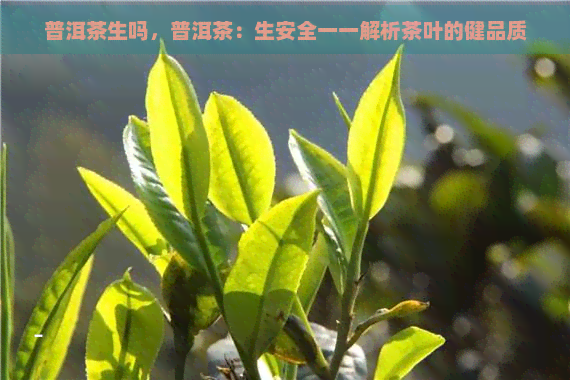 普洱茶生吗，普洱茶：生安全一一解析茶叶的健品质