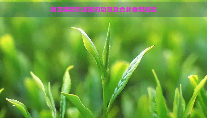 黑芝麻和普洱茶的功效及合并食用效果