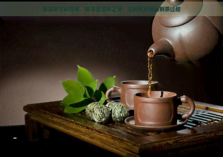 普洱茶古树视频，探寻普洱茶之源：古树视频揭秘制茶过程