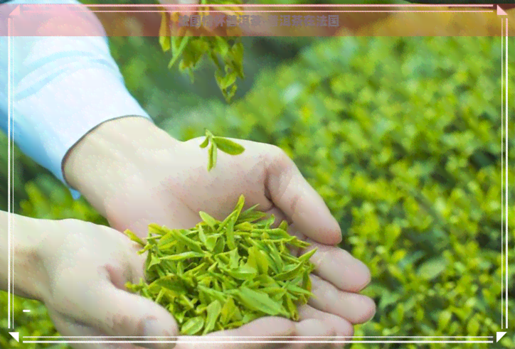 法国情怀普洱茶-普洱茶在法国