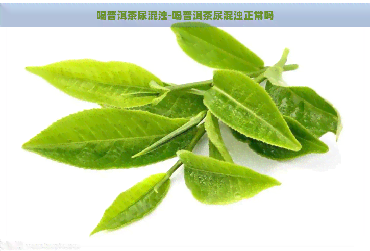 喝普洱茶尿混浊-喝普洱茶尿混浊正常吗