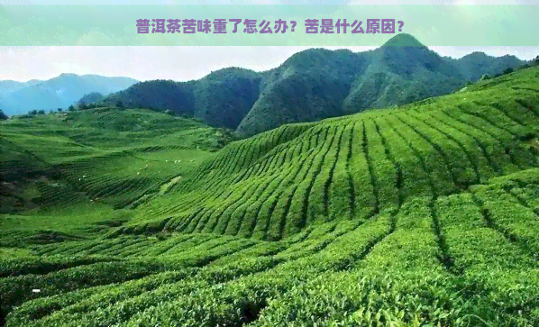 普洱茶苦味重了怎么办？苦是什么原因？