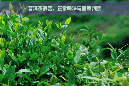 普洱茶很苦，正常喝法与品质判断