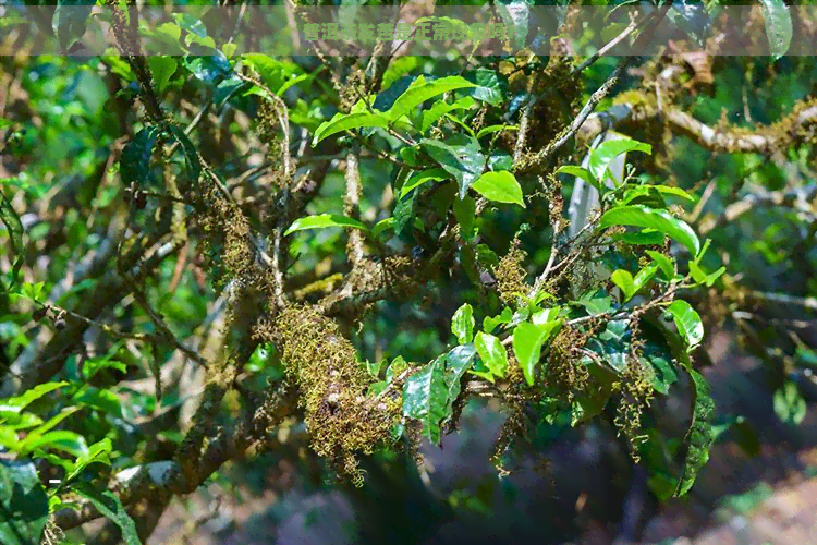 普洱茶发苦是正常现象吗？