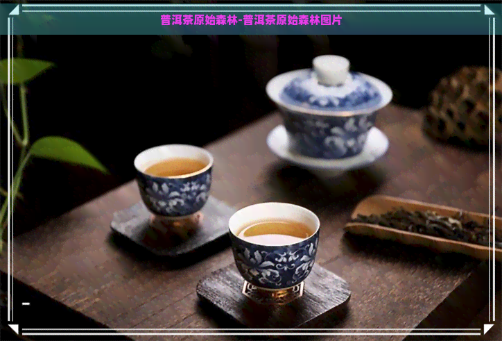 普洱茶原始森林-普洱茶原始森林图片