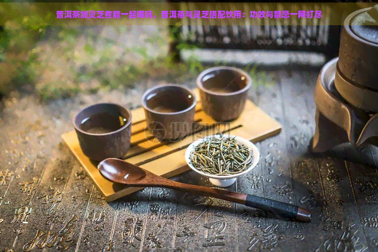 普洱茶加灵芝煮能一起喝吗，普洱茶与灵芝搭配饮用：功效与禁忌一网打尽