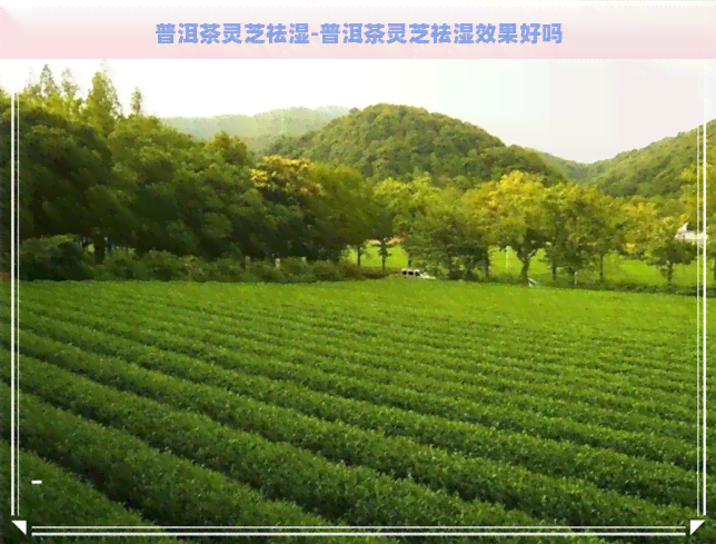 普洱茶灵芝祛湿-普洱茶灵芝祛湿效果好吗