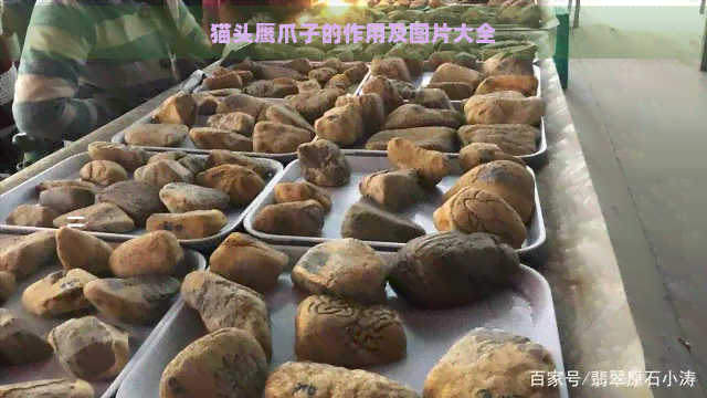 猫头鹰爪子的作用及图片大全