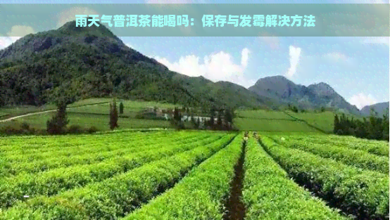 雨天气普洱茶能喝吗：保存与发霉解决方法