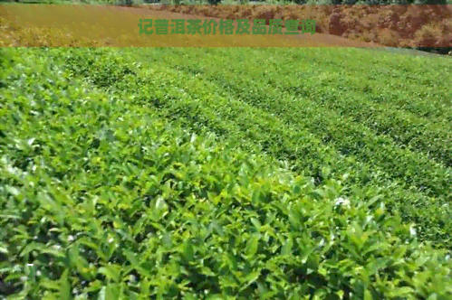 记普洱茶价格及品质查询