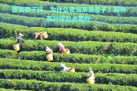 普洱茶子吗，为什么普洱茶需要子？解析茶叶保的必要性