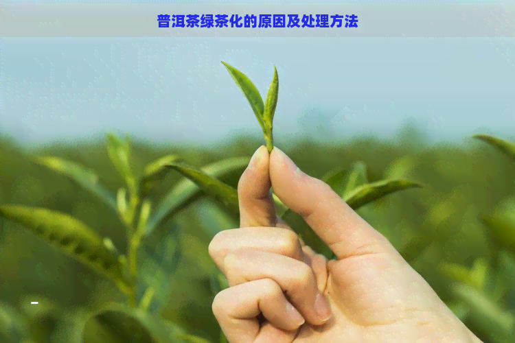 普洱茶绿茶化的原因及处理方法