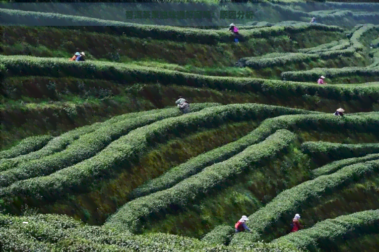 普洱茶果油味道好闻吗：原因分析