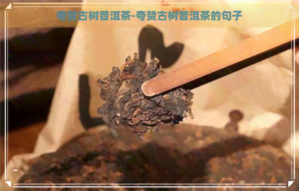 夸赞古树普洱茶-夸赞古树普洱茶的句子