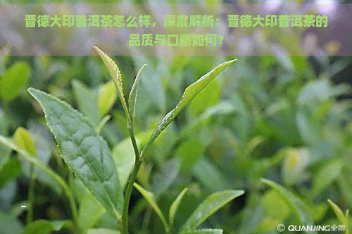 晋德大印普洱茶怎么样，深度解析：晋德大印普洱茶的品质与口感如何？