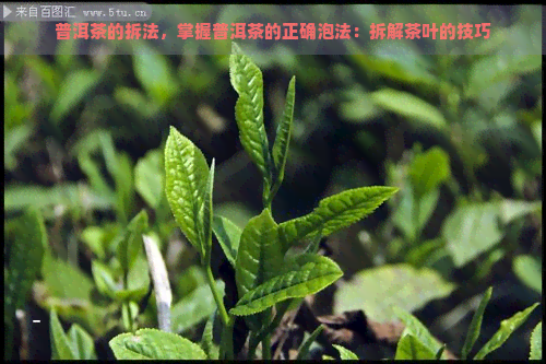 普洱茶的拆法，掌握普洱茶的正确泡法：拆解茶叶的技巧