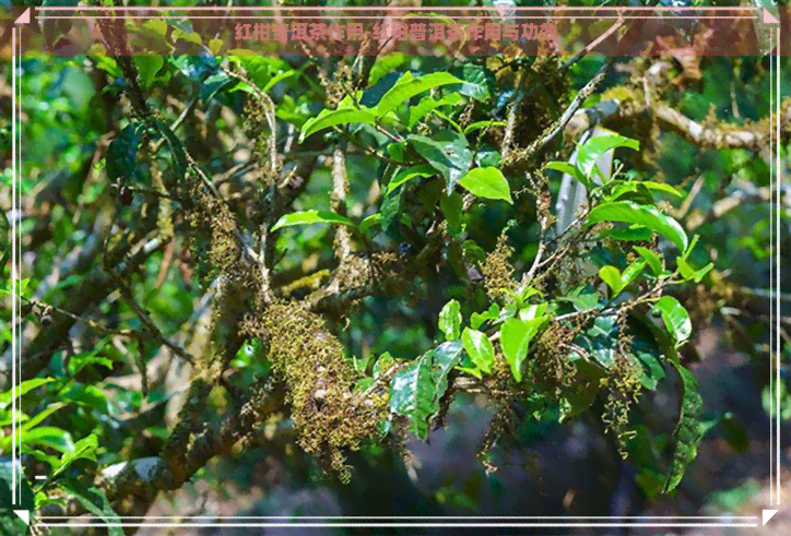 红柑普洱茶作用-红柑普洱茶作用与功效