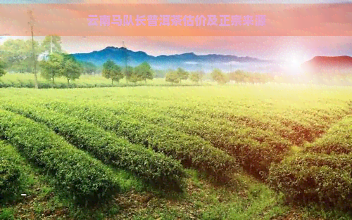 云南马队长普洱茶估价及正宗来源