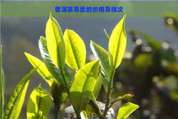 普洱茶易武的价格及档次