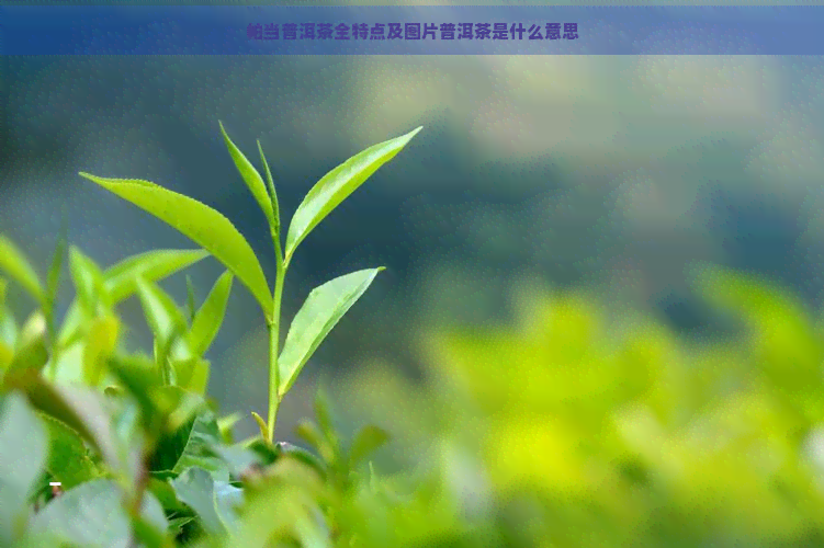 帕当普洱茶全特点及图片普洱茶是什么意思